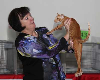 �������� ����� '������� ���-�����' 30 ������-1 ������� 2013., ������������ ��� 4121